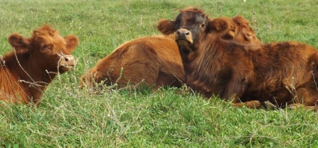 Benefits of Managed Intensive Grazing Systems